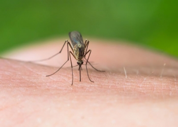 mosquito on skin