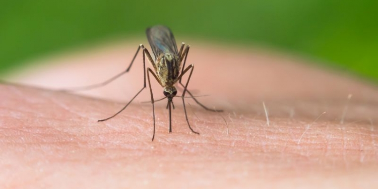 mosquito on skin