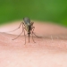 mosquito on skin