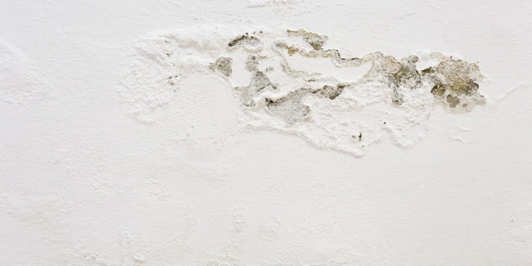 54286501 - mold on the wall
