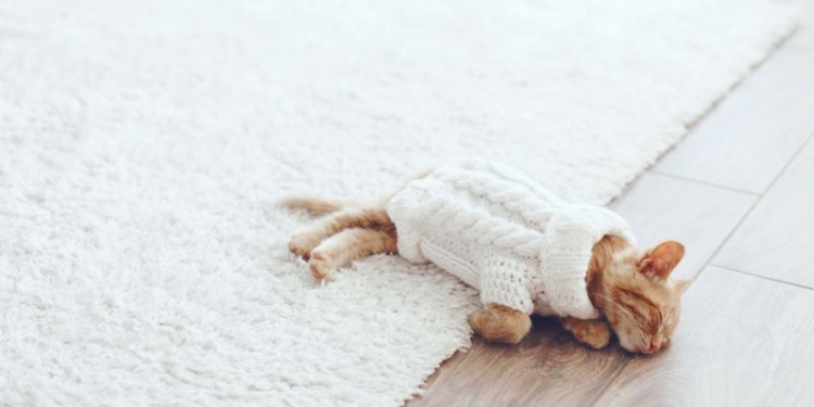 46058514 - cute little ginger kitten wearing warm knitted sweater is sleeping on the floor