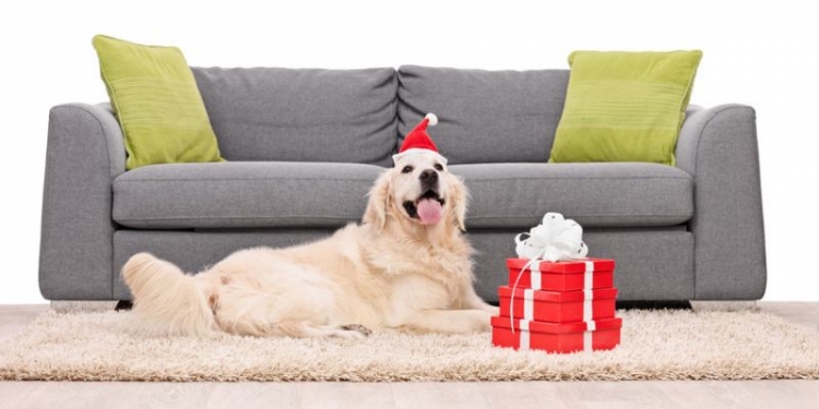 46171055 - golden retriever dog lying on a carpet in front of a gray sofa with a few christmas presents next to it isolated on white background