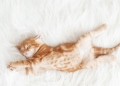 28828372 - cute little red kitten sleeps on fur white blanket