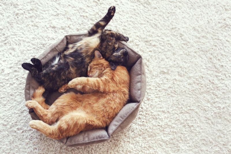 40069118 - couple cats sleep and hugging in their soft cozy bed on a floor carpet